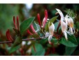 Lonicera japonica (Mâna Maicii Domnului)